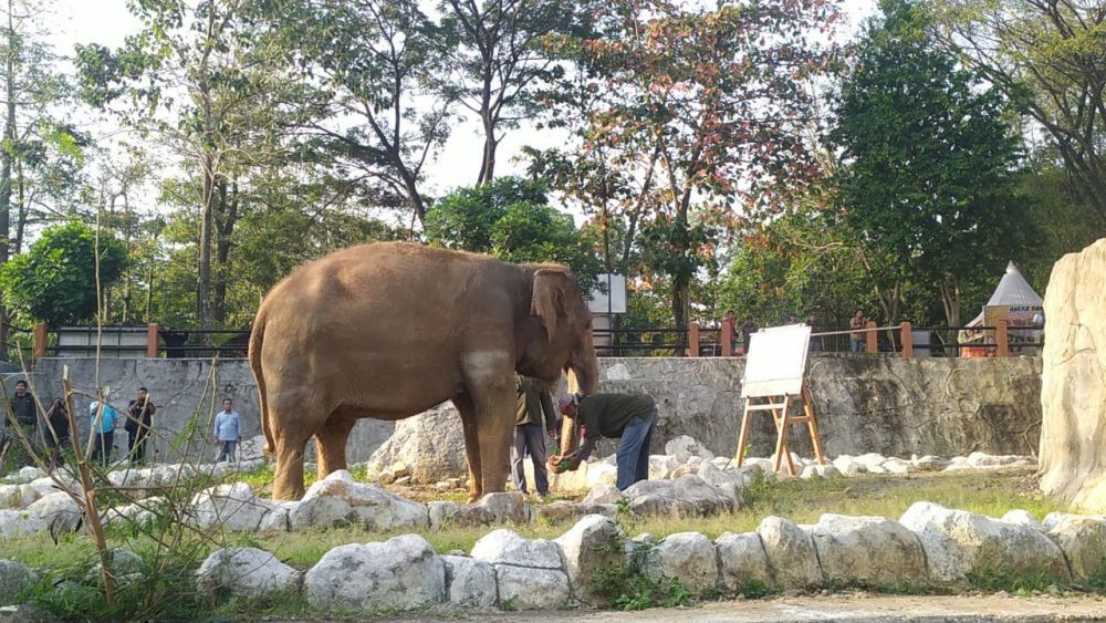 Gajah Zella Bakal Dicomblangin di Bonbin Mangkang, Pilih Guntur atau Bona?