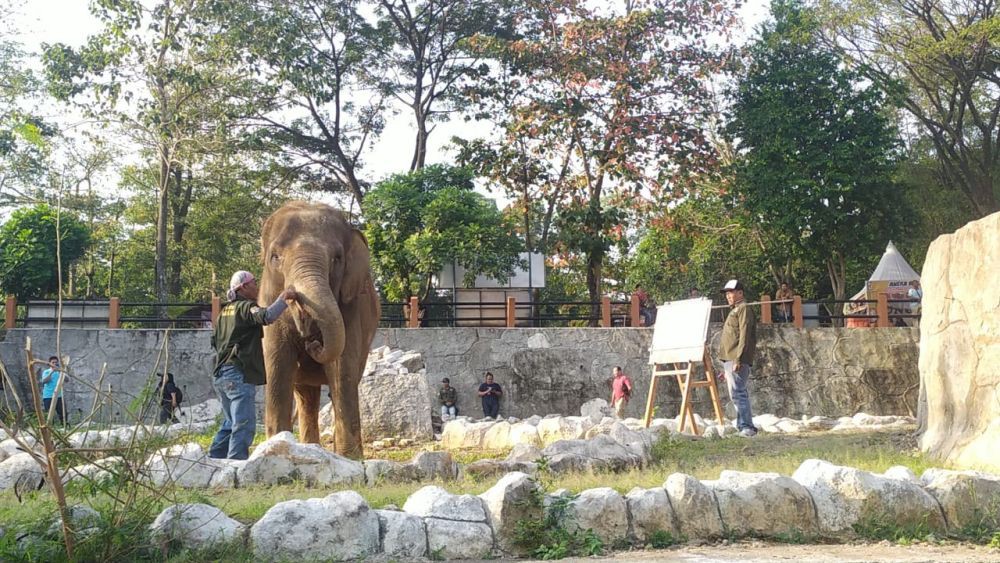 Gajah Zella Bakal Dicomblangin di Bonbin Mangkang, Pilih Guntur atau Bona?