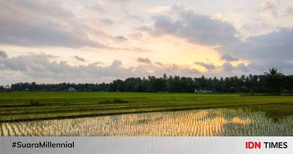 Gabah Kering Panen Di Tingkat Petani Sumut Naik Hingga 17,46