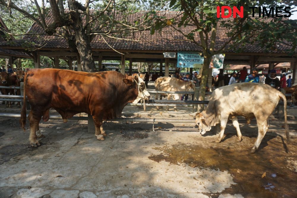 Idul Adha, Perputaran Uang di Pasar Hewan Ambarketawang Capai Rp2 M