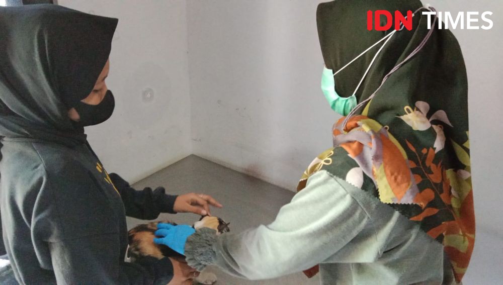 Rawan Tertular, Kucing Piaraan Warga Semarang Disuntik Vaksin Rabies