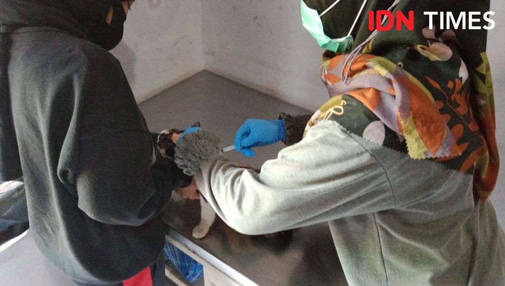 Antisipasi Penyakit Rabies di Lima Kecamatan Banjarmasin