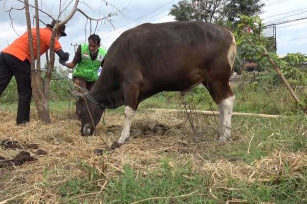 Jangan Salah, 289 Ekor Sapi Di Makassar Tidak Layak Dikurban