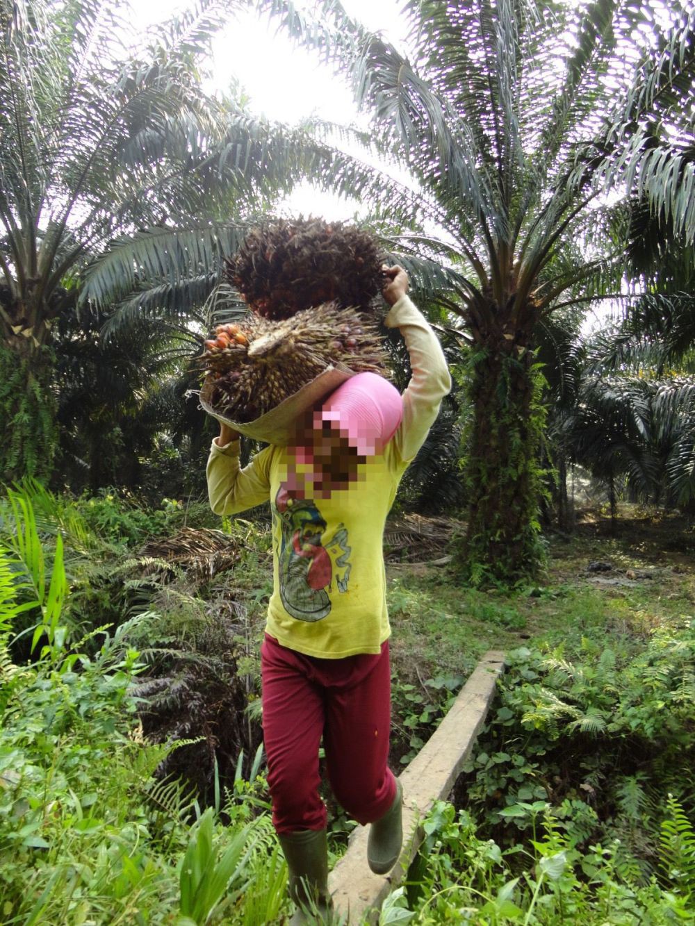 Waspada Praktik Eksploitasi Anak di Perkebunan Kelapa Sawit