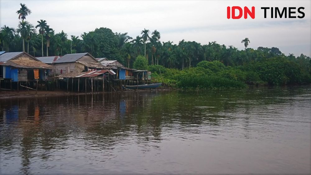 Hutan Lindung Gambut Terakhir di Jambi Terancam Rusak karena Dijarah 