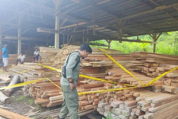 Gakkum LHK Amankan Industri Pengolahan Kayu Ilegal Di Sulbar