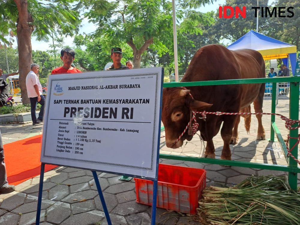 Sapi Kurban Jokowi Melenggang di Karpet Merah Al-Akbar 