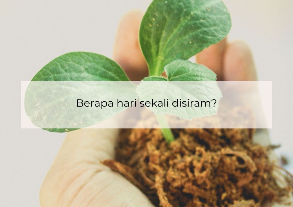 [QUIZ] Prediksi Umur dari Caramu Merawat Tanaman, Berapa ya?