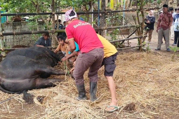 Berat Mencapai 1 Ton Sapi Jokowi Di Disembelih Puluhan Orang 5275