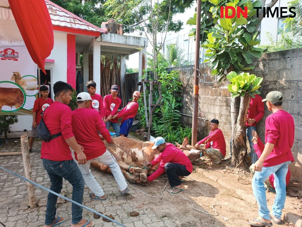 Titip Doa Kemenangan Ganjar Pranowo, PDIP Lampung Kurban 10 Ekor Sapi