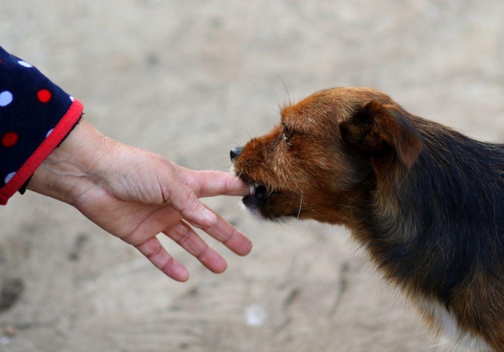 Jateng Optimalkan Pencegahan Rabies, Puluhan Kucing Liar Disterilisasi