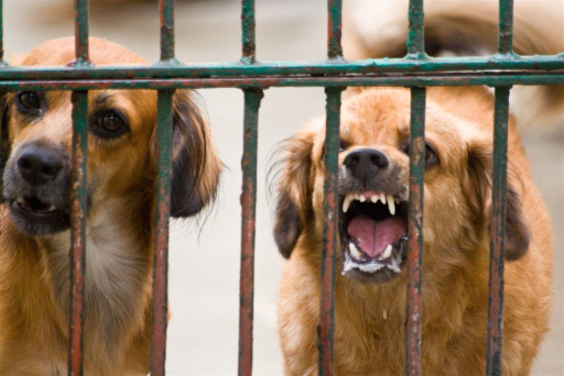 Ratusan Warga di Bima Menjadi Korban Gigitan Anjing Gila