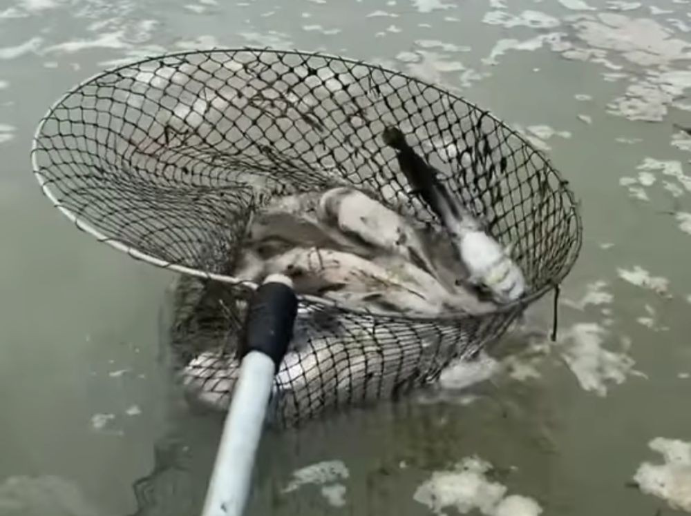 Ratusan Ikan Mati di Sungai Indralaya Akibat Limbah Pabrik