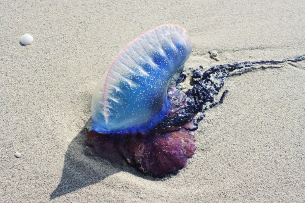 5 Fakta Ubur-ubur Physalia, Kerap Sengat Pengunjung Pantai Jogja