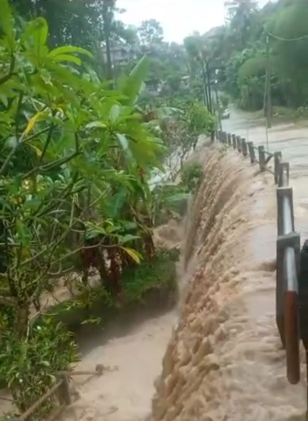 Hujan Seharian, Tabanan Dikepung Banjir hingga Pohon Tumbang