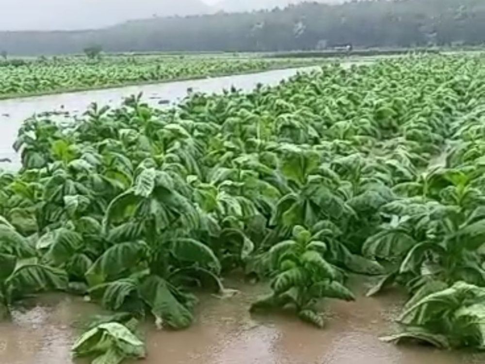 Petani Tembakau di Jember Terpaksa Panen Prematur Gegara Banjir