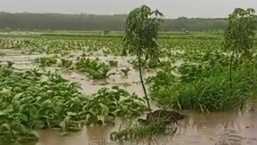 900 Hektar Tembakau Terendam Banjir, Petani Jember Rugi Besar