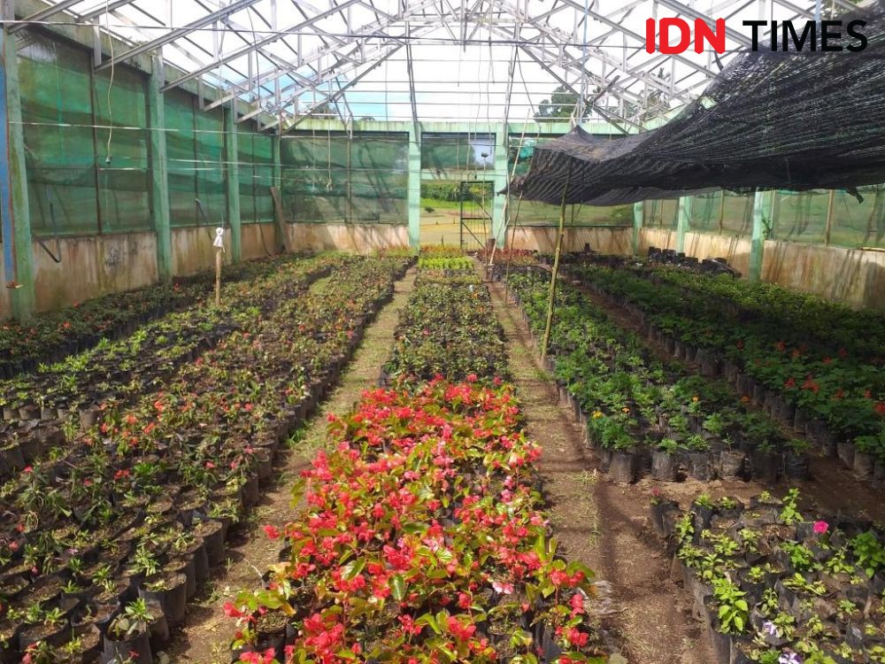 Petani Bunga Tomohon Tanam 12500-15 Ribu Bunga untuk TIFF 2023