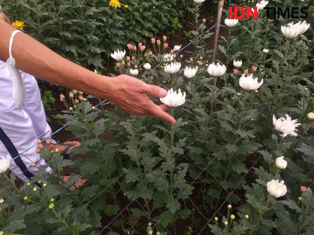Petani Bunga Tomohon Tanam 12500-15 Ribu Bunga untuk TIFF 2023