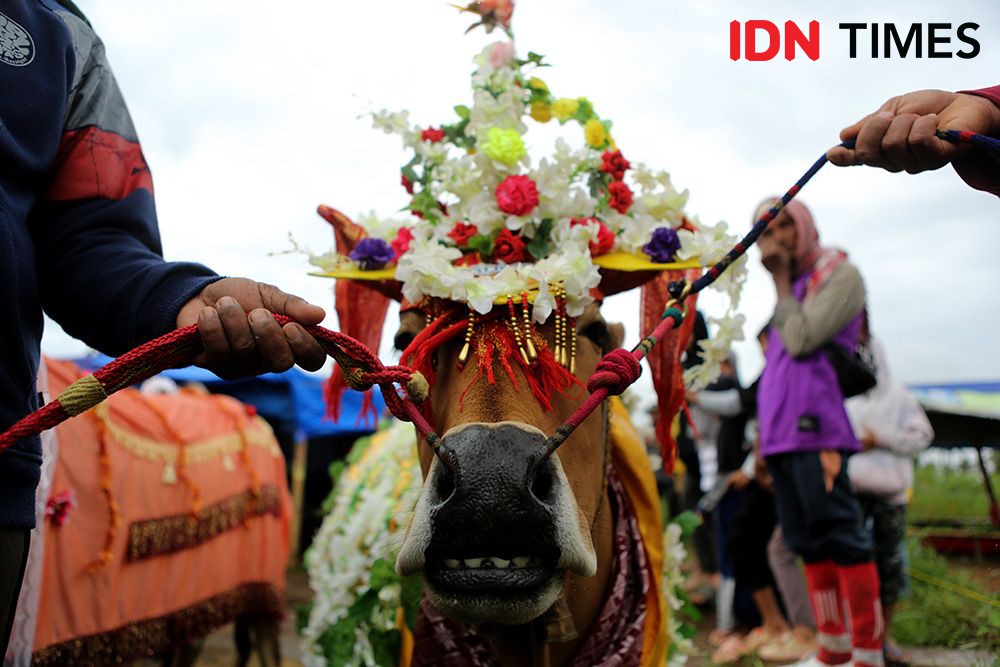 Potret Serunya Pacu Jawi, Alek Nagari untuk Cari Dana Perbaiki Irigasi