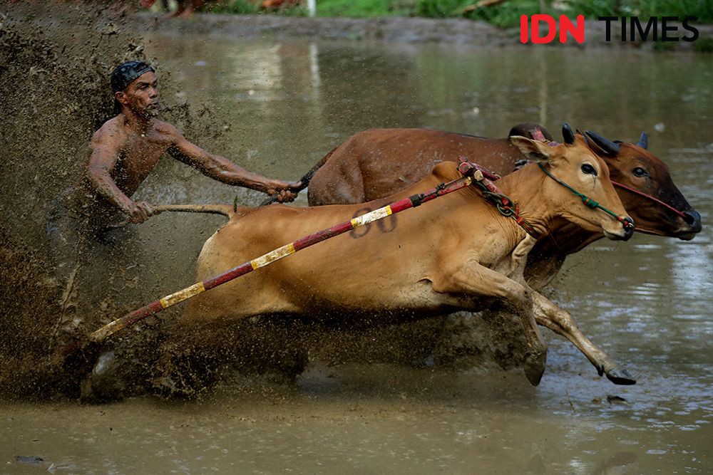 Potret Serunya Pacu Jawi, Alek Nagari untuk Cari Dana Perbaiki Irigasi