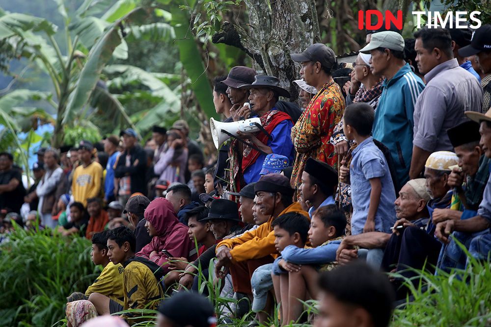 Potret Serunya Pacu Jawi, Alek Nagari untuk Cari Dana Perbaiki Irigasi