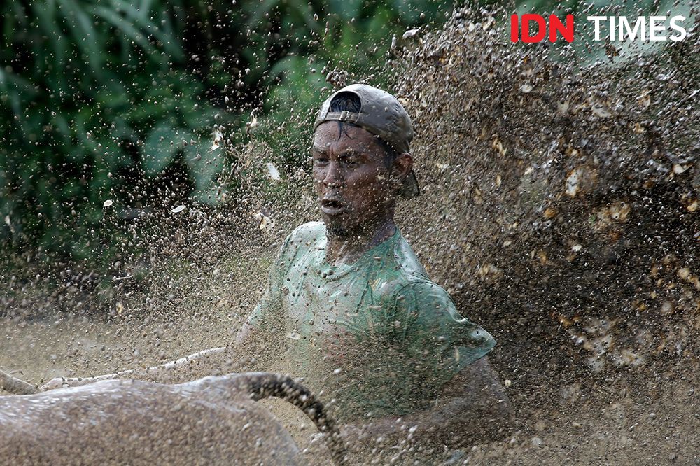 Potret Serunya Pacu Jawi, Alek Nagari untuk Cari Dana Perbaiki Irigasi