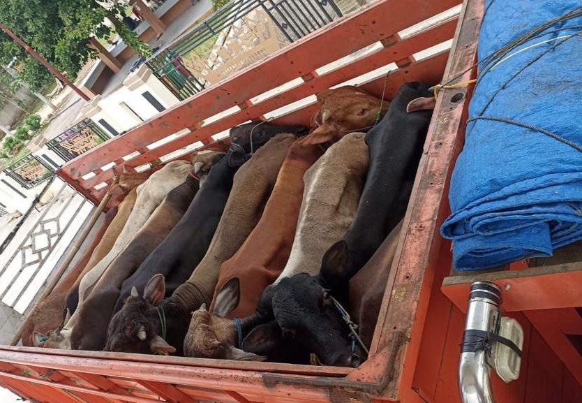 Penyelundupan 4,7 Ton Daging dan Jeroan Kerbau Digagalkan di Bakauheni