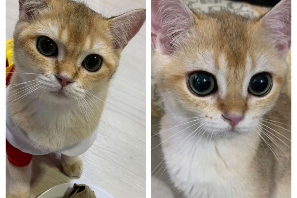 9 Fakta Gemas Kante, Kucing Gulf Kanawut