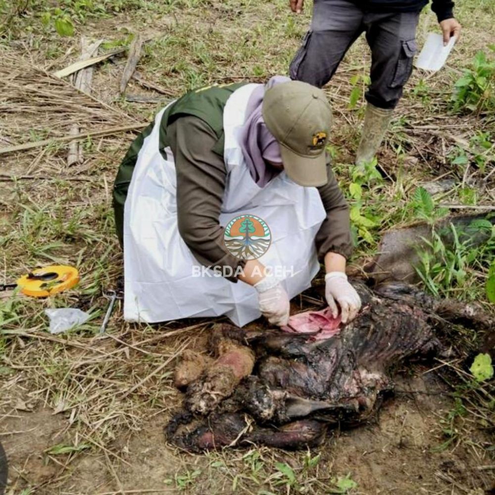 Bayi Gajah Ditemukan Mati dalam Kawasan HGU di Aceh Timur
