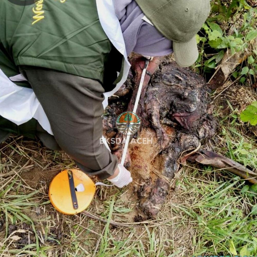 Bayi Gajah Ditemukan Mati dalam Kawasan HGU di Aceh Timur