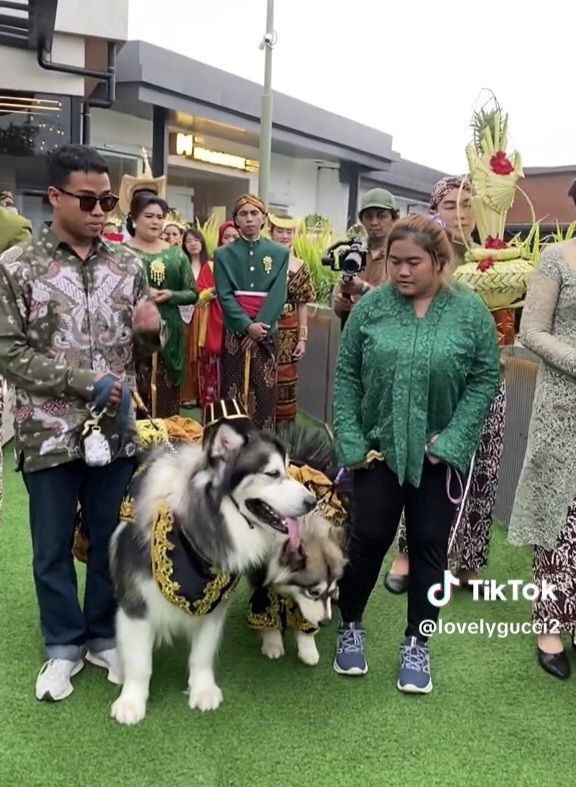 Disbud DIY Sayangkan Pernikahan Anjing dengan Tata Cara Jawa