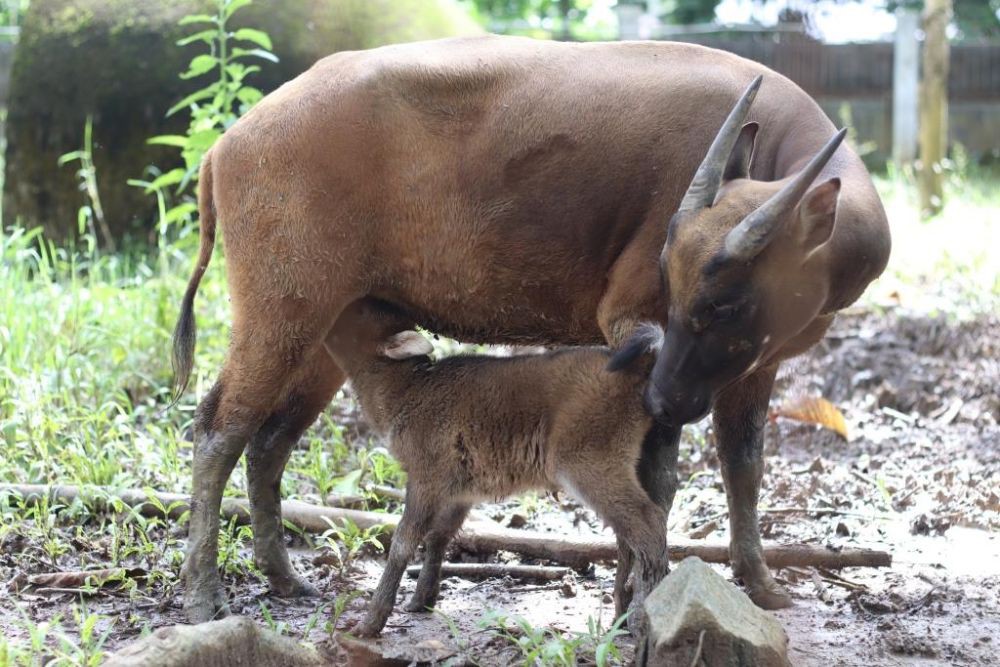 Anak Kelima Anoa Lahir Normal di Breeding Center Manado