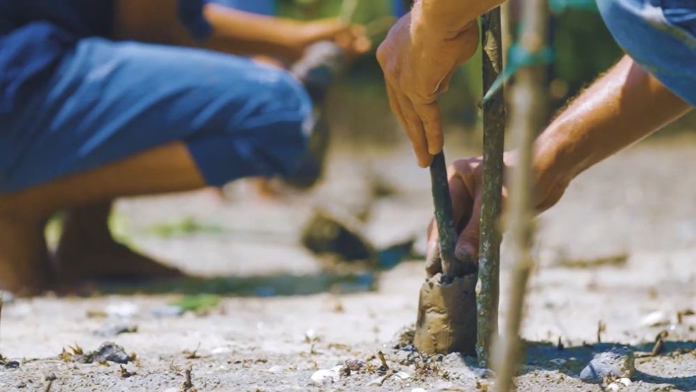 Inalum Dorong Industri di Pesisir Batubara dengan Tanam Mangrove