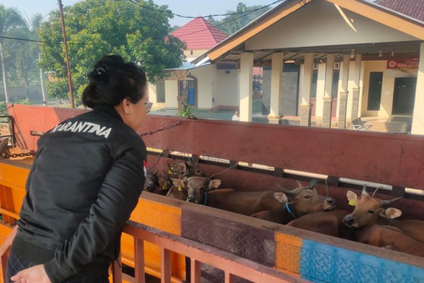 Tak Terjual di Jawa, Puluhan Sapi Asal NTB Ditolak Masuk Sumatra