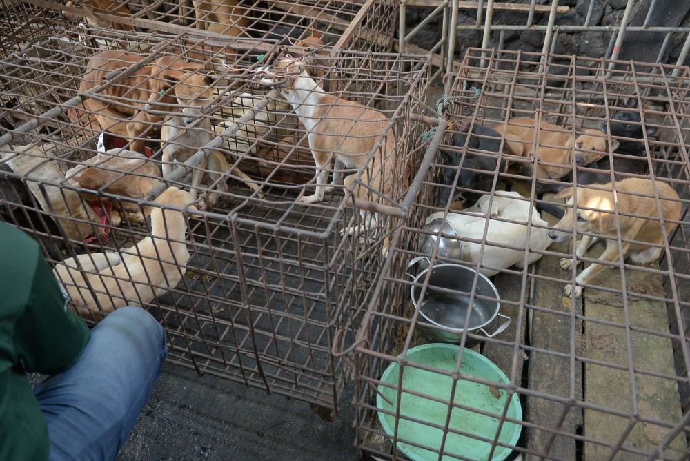 Pasar Ekstrem Tomohon Resmi Dilarang Jual Daging Anjing dan Kucing
