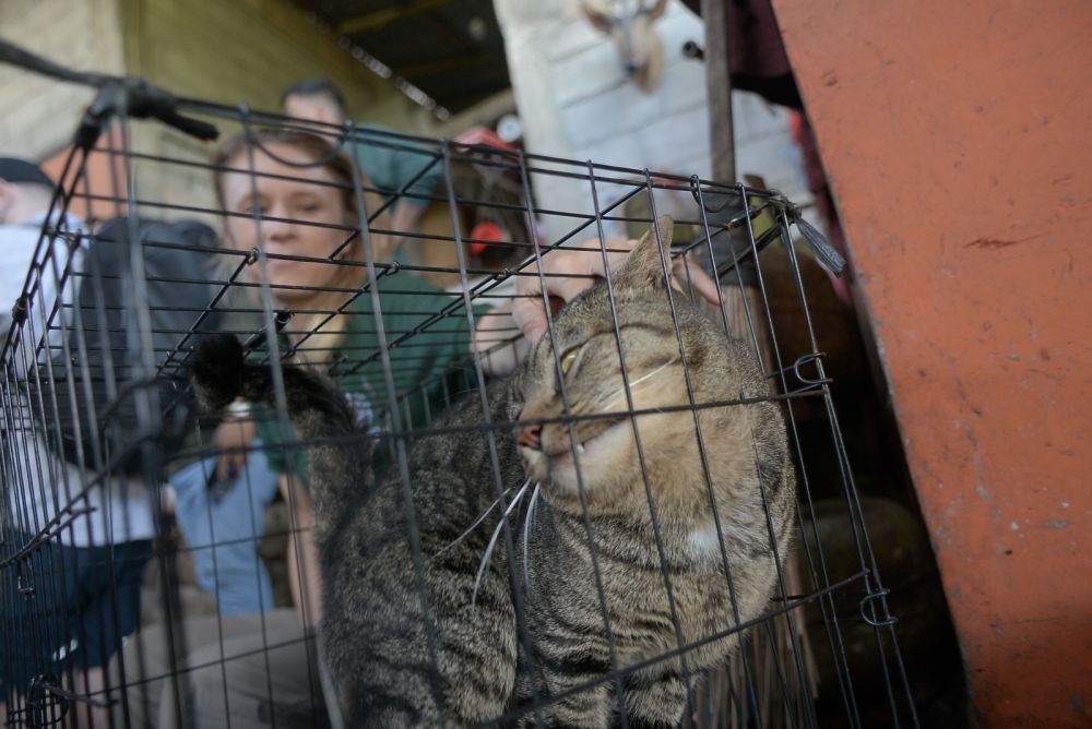 Pasar Ekstrem Tomohon Resmi Dilarang Jual Daging Anjing dan Kucing