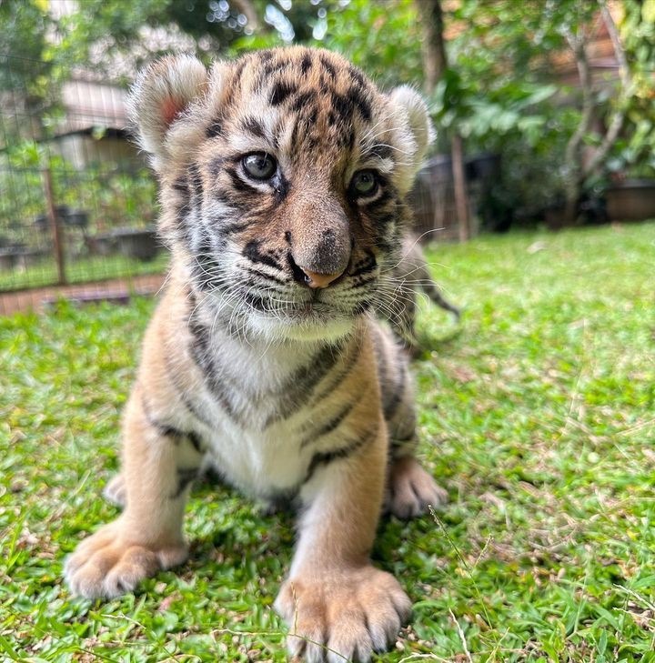 BKSDA Bakal Koordinasi dengan Alshad Ahmad Usai Kematian Bayi Harimau