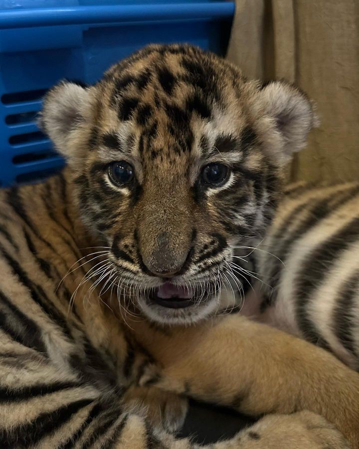 BKSDA Bakal Koordinasi dengan Alshad Ahmad Usai Kematian Bayi Harimau