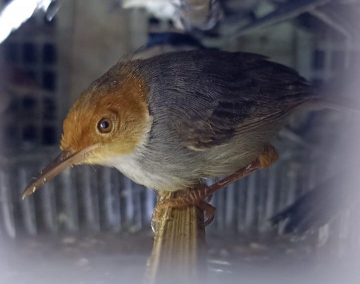 Ribuan Burung dalam Truk Fuso Tujuan Tangerang Ditahan di Bakauheni