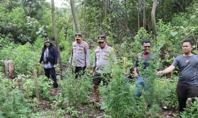 Ratusan Batang Ganja Ditemukan di Hutan Tahura, 2 Ditangkap