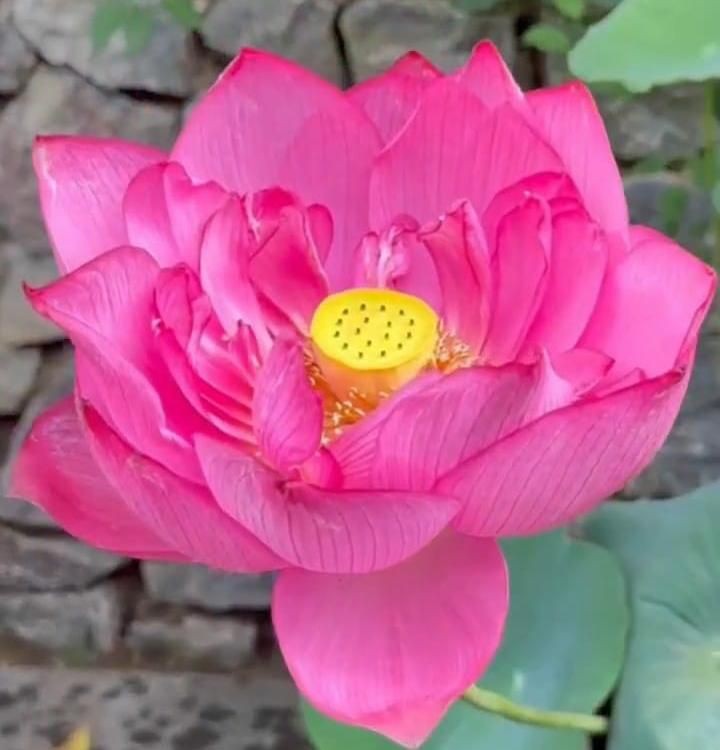 Nama Almarhum Anak Ridwan Kamil Disematkan di Bunga Lotus Tiongkok