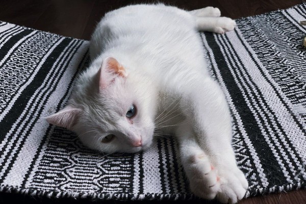 7 Tanda Kucing Depresi yang Wajib Pemilik Waspadai