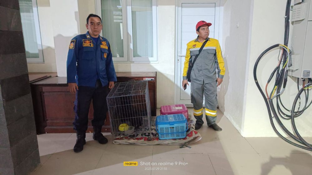 Wali Kota Semarang Sebut Kucing Liar yang Ditangkap Damkar Gak Rabies