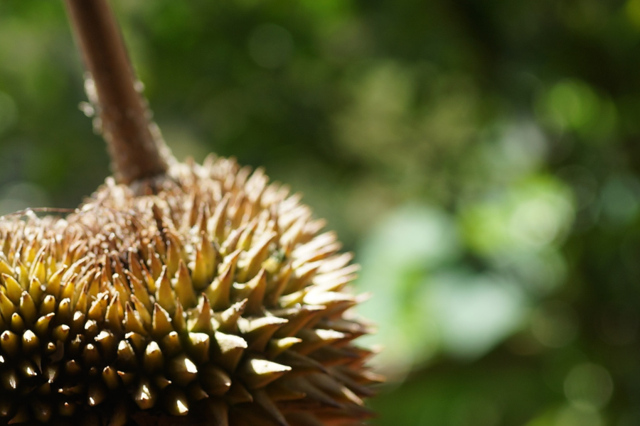 [QUIZ] Yakin Kamu Bisa Membedakan Buah Durian dan Nangka Ini?
