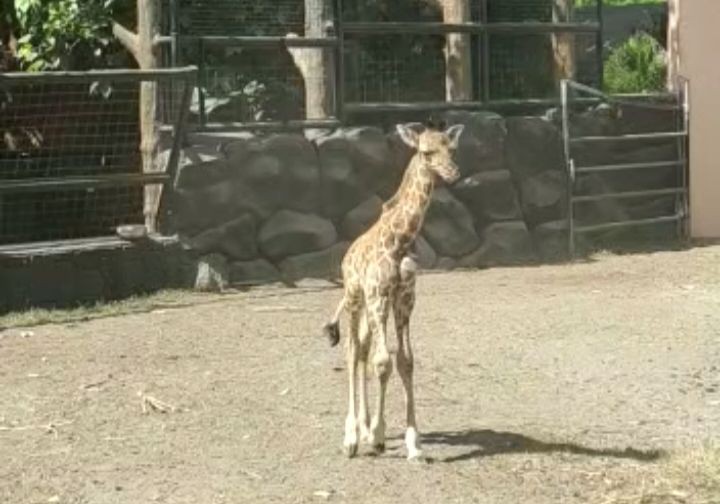Mengenal Akbar, Bayi Jerapah yang Lahir di Maharani Zoo 