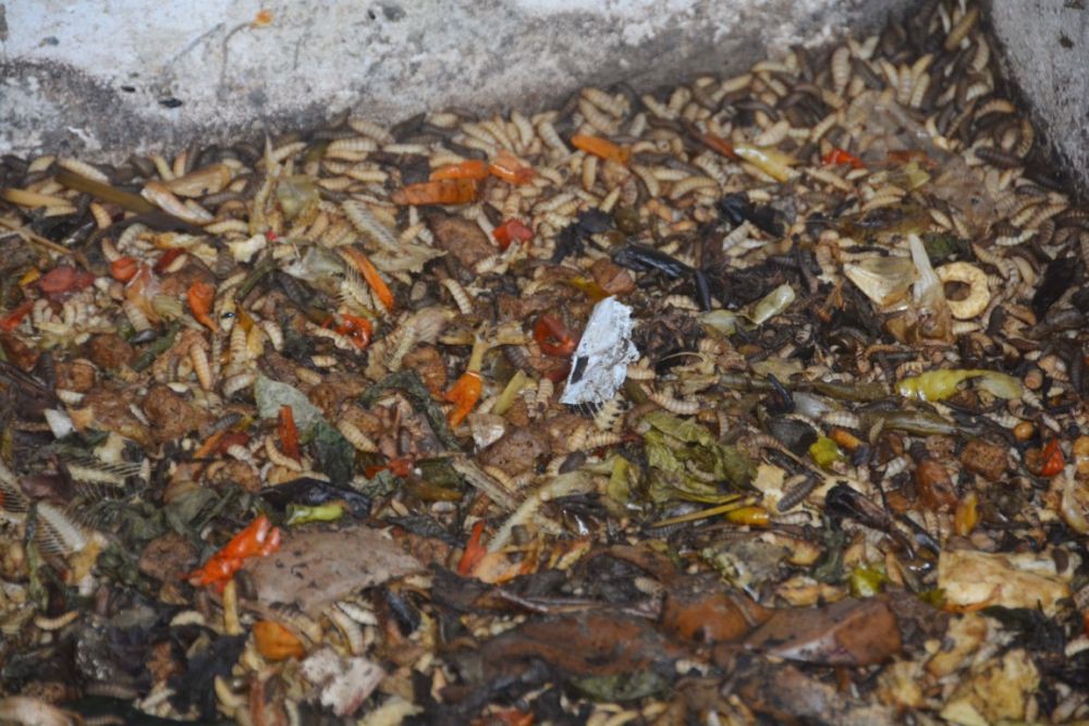 Kandang Maggot Jogja Bisa Serap 1 Ton Sampah Organik Per Hari