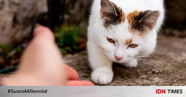 7 Cara Mengobati Kaki Kucing Yang Pincang Sesuai Penyebabnya