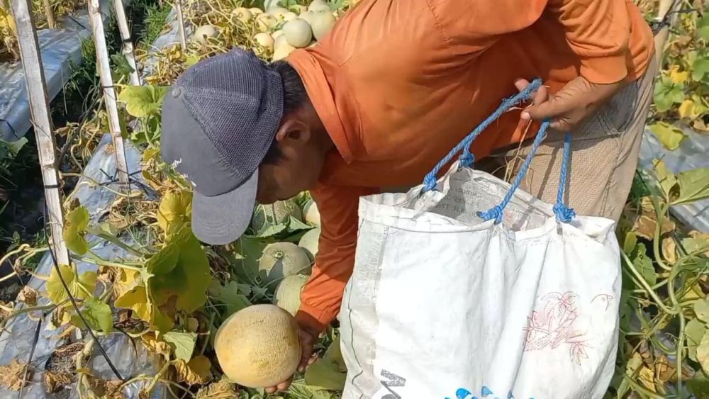 Musim Kemarau, Petani Melon di Madiun Malah Ketiban Berkah