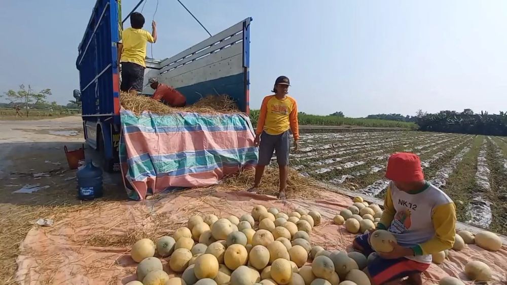 Musim Kemarau, Petani Melon di Madiun Malah Ketiban Berkah